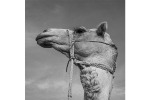 dl_camel-head3_30x30