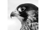 dl_falcon4_18x18