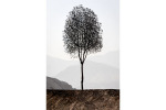 dl_peaceful-tree_35x60